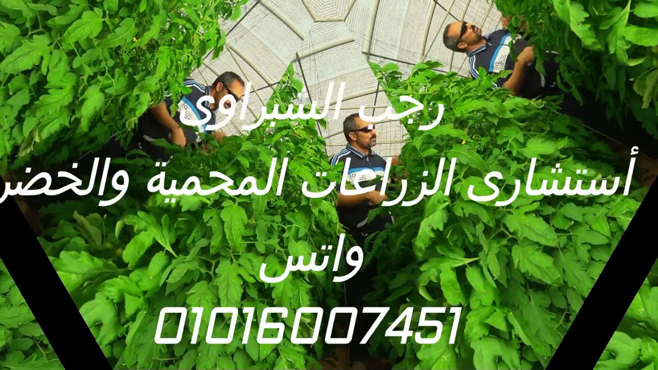 فديو رقم 2 ...... تسميد الطماطم الأرضية
