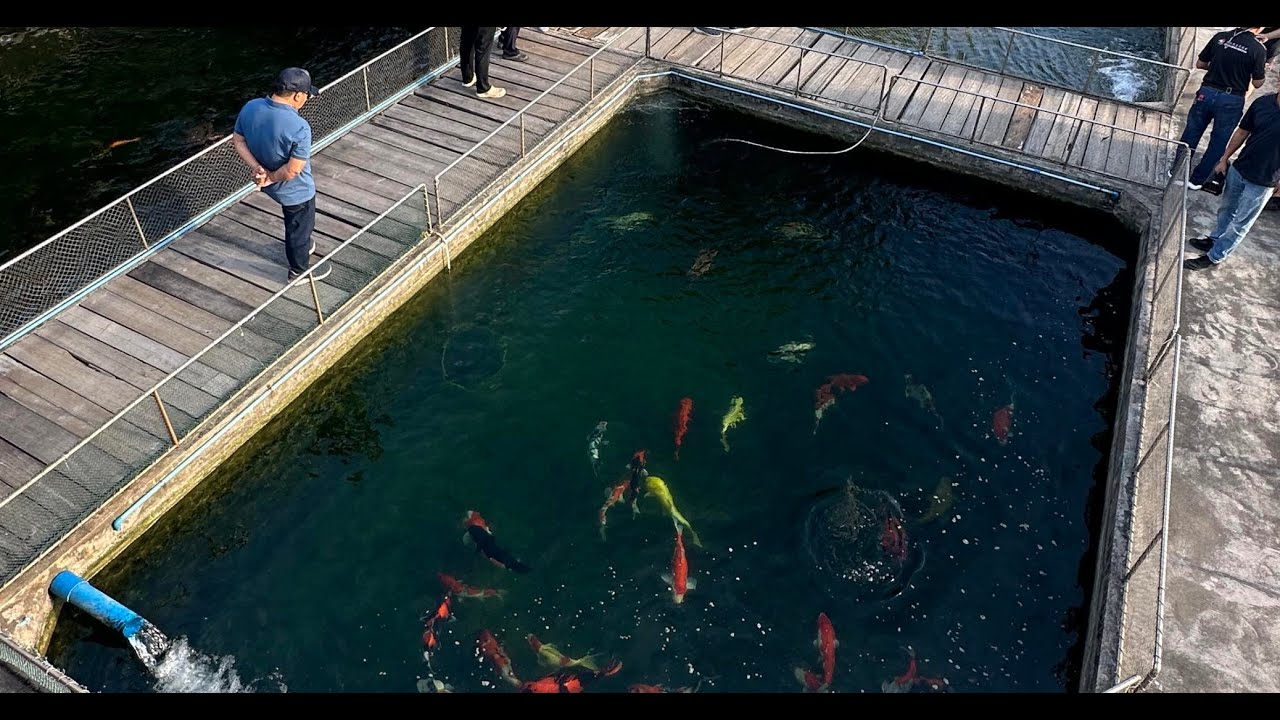 Chinas largest Kio fish farm in Guangzhou