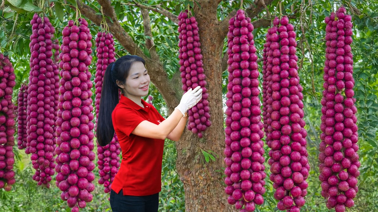 Harvesting Wild Tamarind Fruits & Selling at the Rural Market | Simple Rural Girl Life