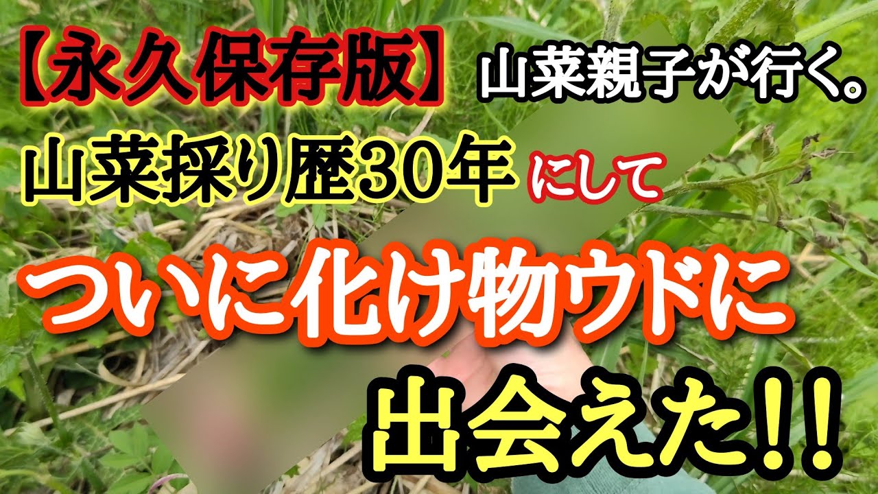 【山菜採り】永久保存版です❗❗遂に出ましたモンスター！山菜親子が行く。