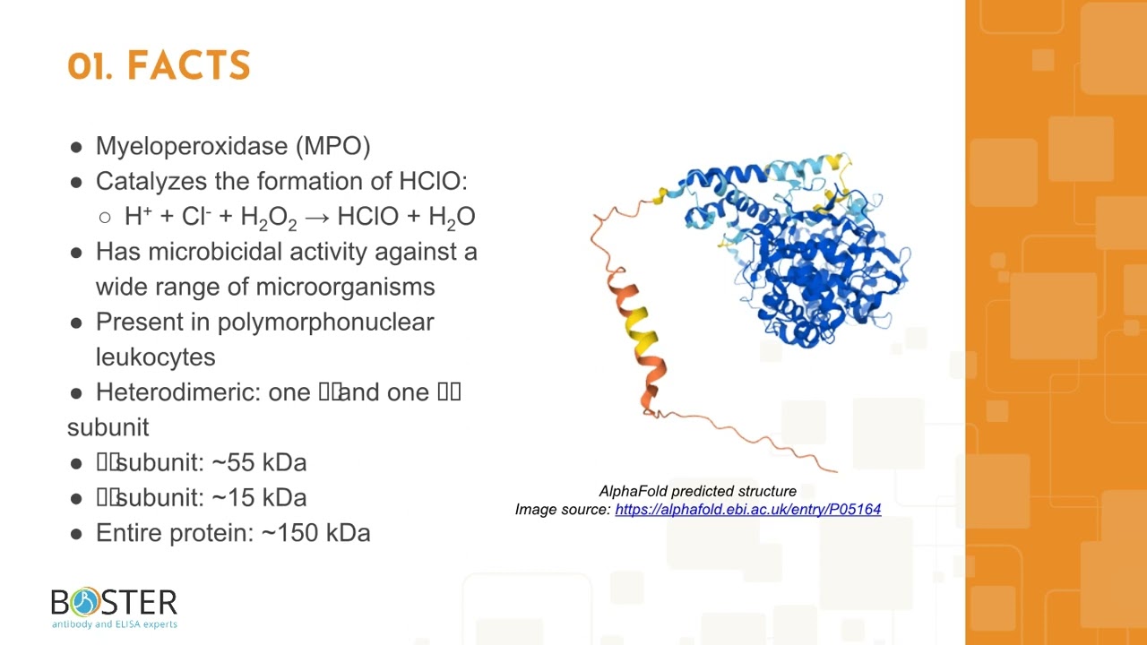 Learn MPO in 3 minutes | Myeloperoxidase