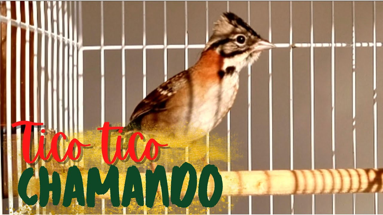 Tico tico chamando para estimular seus pássaros a esquentar