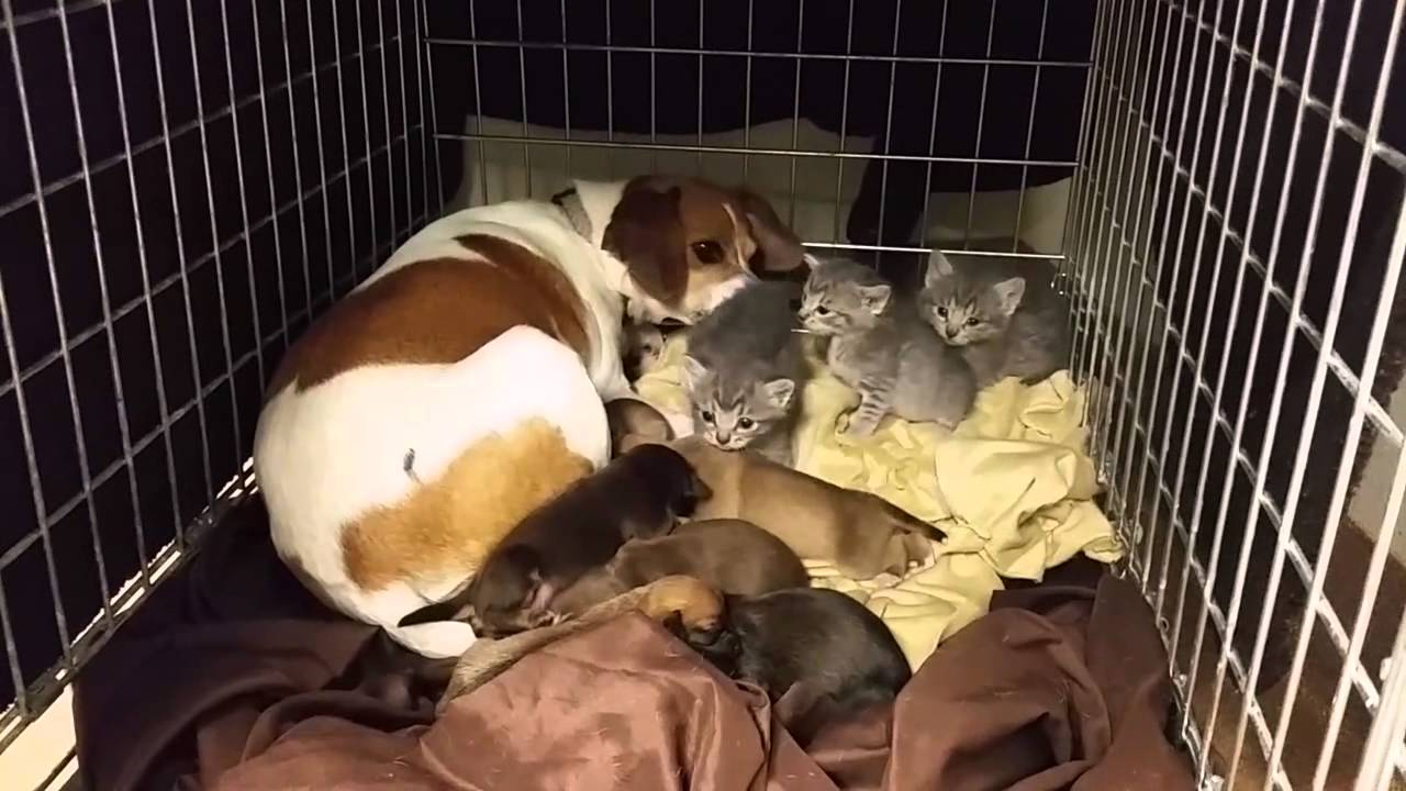 Mother Dog Fostering Kittens