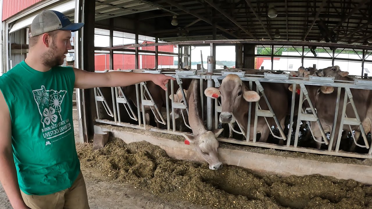 How Has The Transition Been Renting Neighbor's Facilites For Us And Our Brown Swiss Cows?