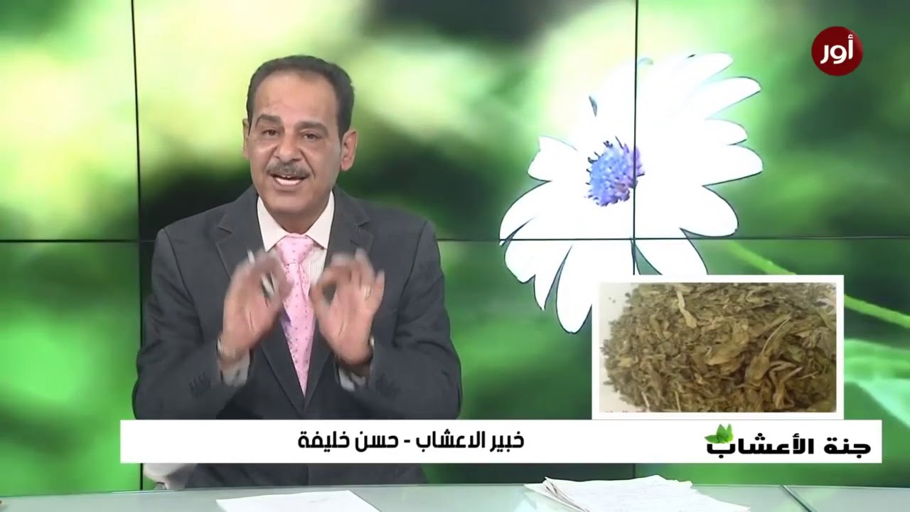 فوائد  عشبة رجل الاسد (لوف السباع)    مع خبير الاعشاب حسن خليفة - جنة الاعشاب
