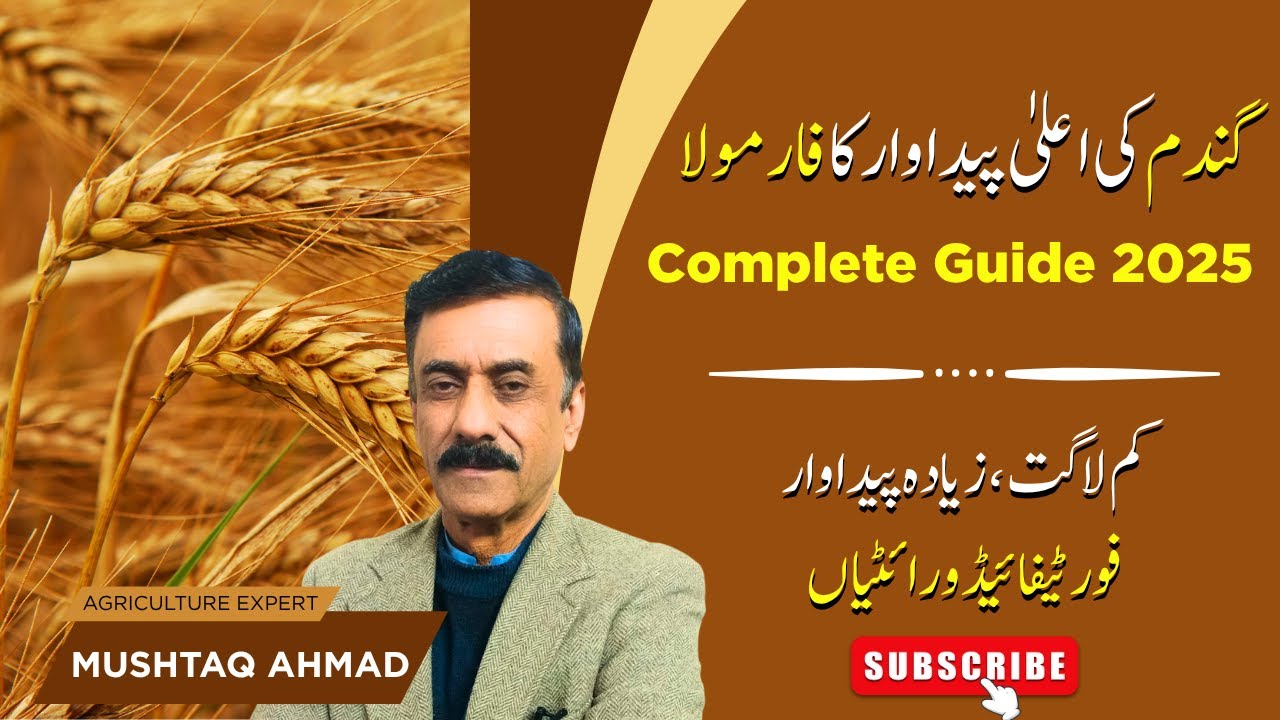 HOW TO REDUCE PRODUCTION COST AND GET BUMPER WHEAT CROP 2025 | BIOFORTIFIED ZINC VARIETIES