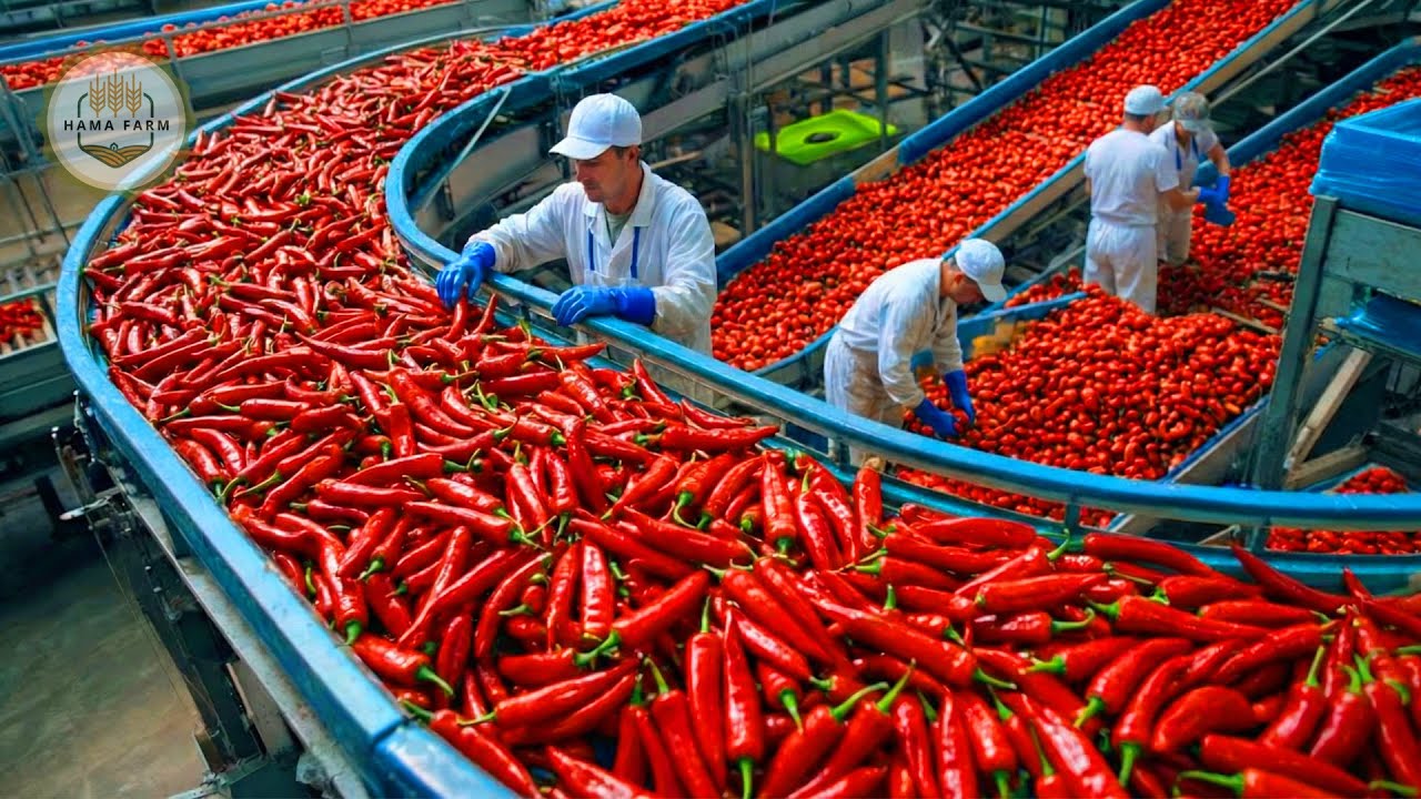 How Millions of Red Chili Peppers Are Processed by Machine – Sriracha Sauce Made in a Factory