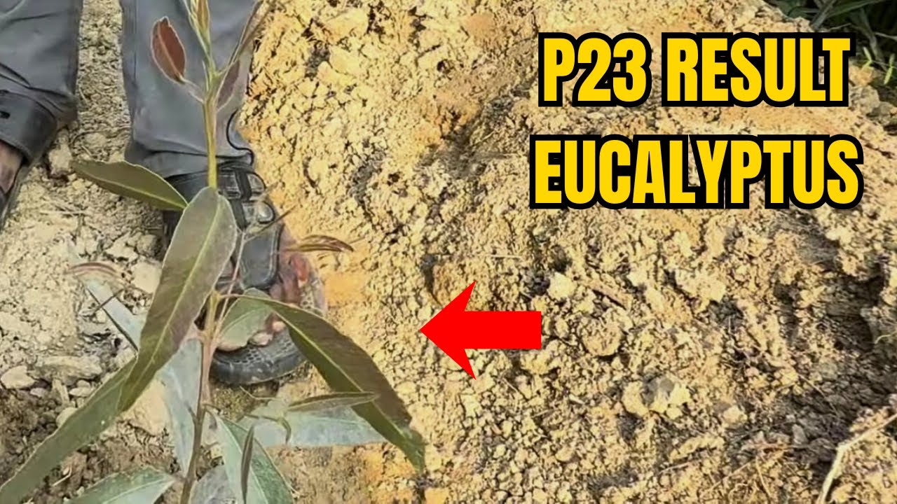 P23 Eucalyptus Update 🌱 | Kitna Bada Ho Gaya? Full Information!