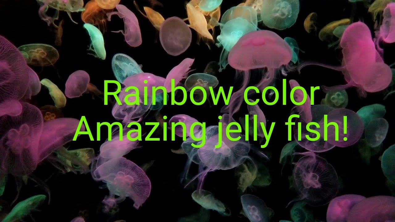 Amazing Flower Hat Jellyfish