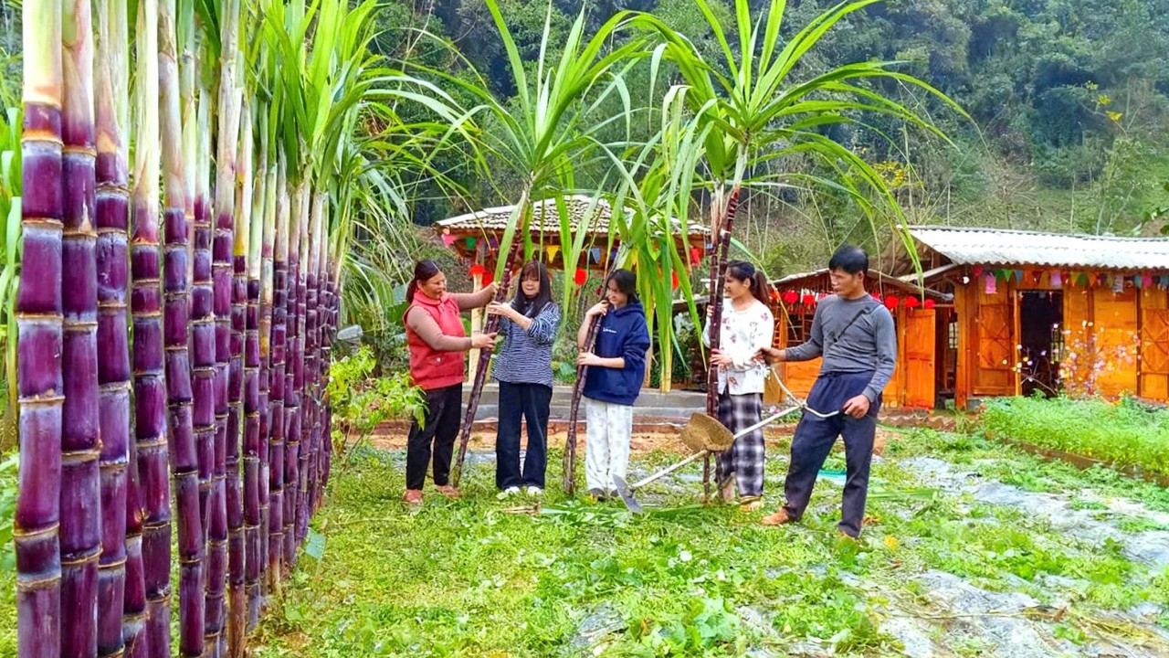 At the beginning of the new year, COI and LAI sold sugarcane and cleared the farm of weeds.