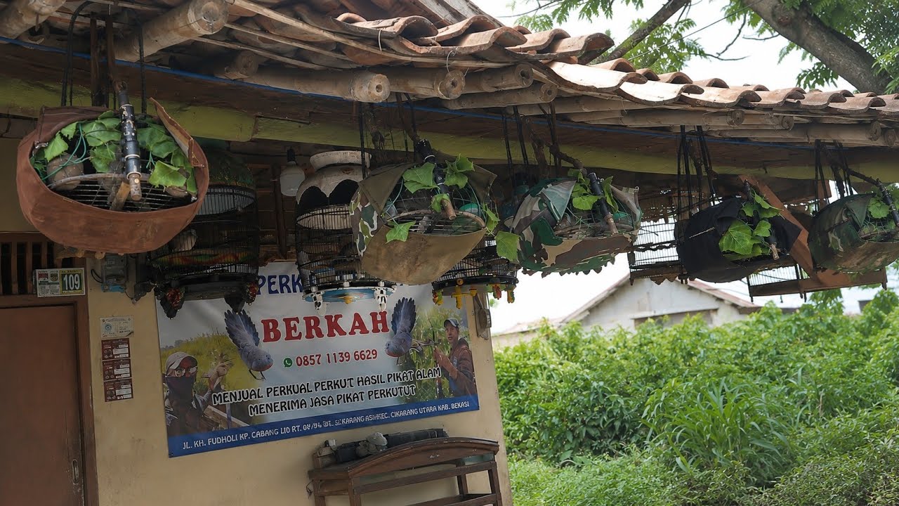 DIJAMIN JOS! JUAL JONTROT PIKAT PERKUTUT