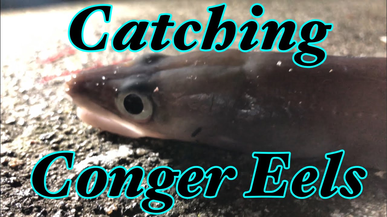 Shore Fishing - Catching Conger Eels