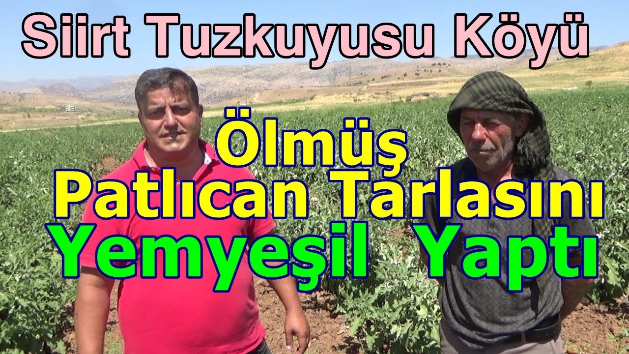 Siirt - Patlıcan Yetiştiriciliğinde  Yaprak Gübresi Ve  Damlama Gübresi - Gübreleme