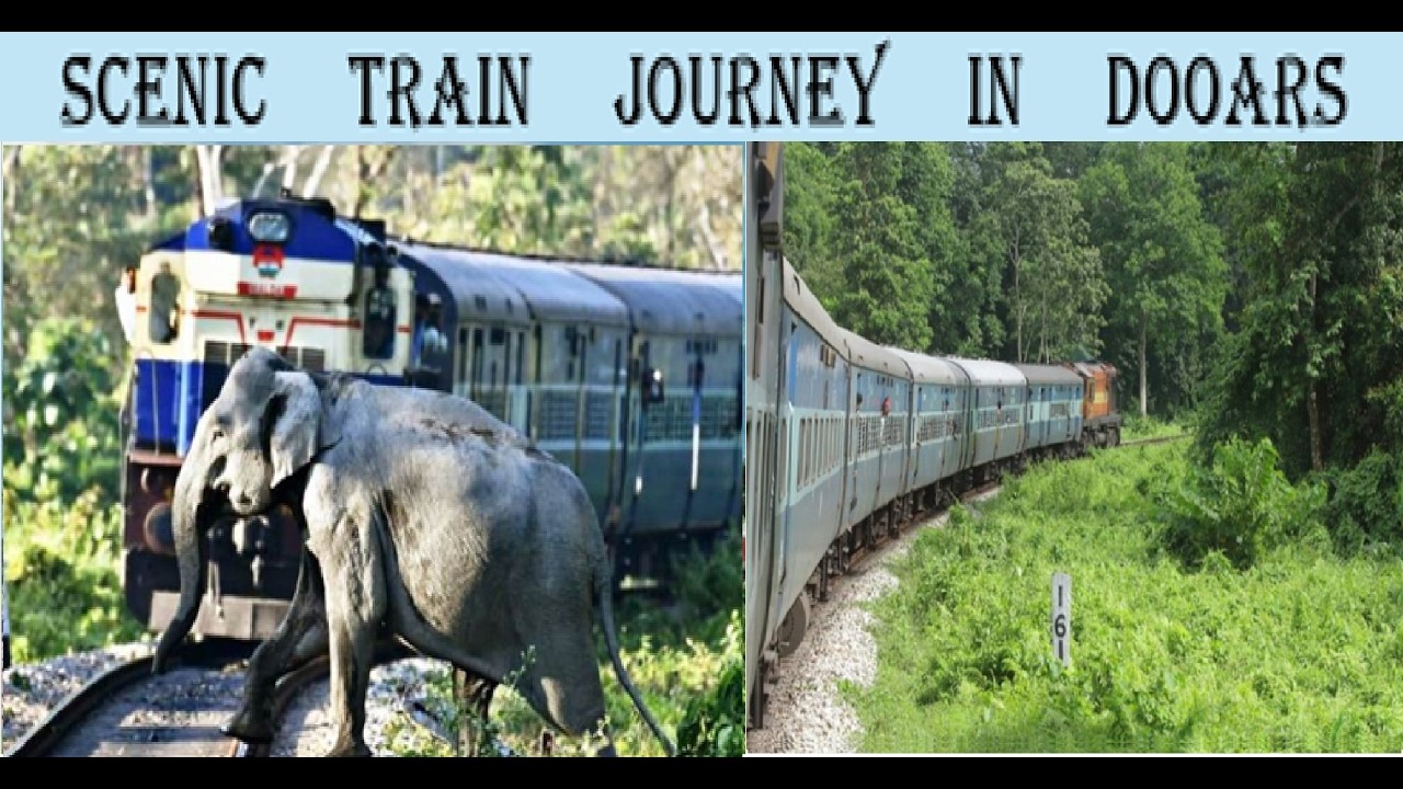 When the Forest Meets the Train! 🚂🐅 | The Magical Dooars Train Route 🚂| Kanchankanya Exp Journey