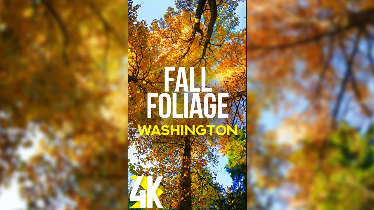 Beautiful Fall Colors of Washington Park Arboretum - Autumn Scenery for Vertical Displays 4K