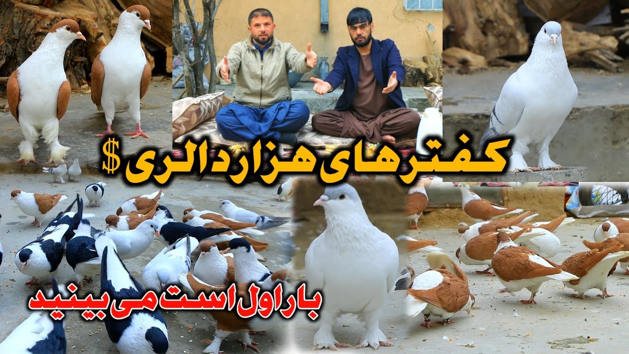 زحمت بیست سال - آخر شوق بهترين کفتر های افغانستان || کفتر های هزار دالری $ || بار اول است میبینید