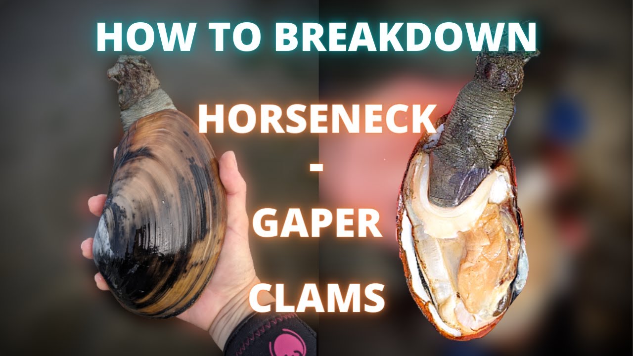 How to breakdown a Gaper/Horseneck Clam
