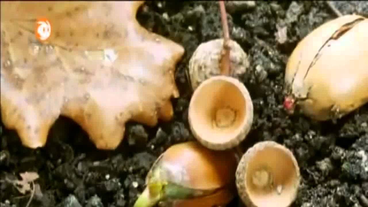 L&ouml;wenzahn &bull; Staffel 30 Folge 1