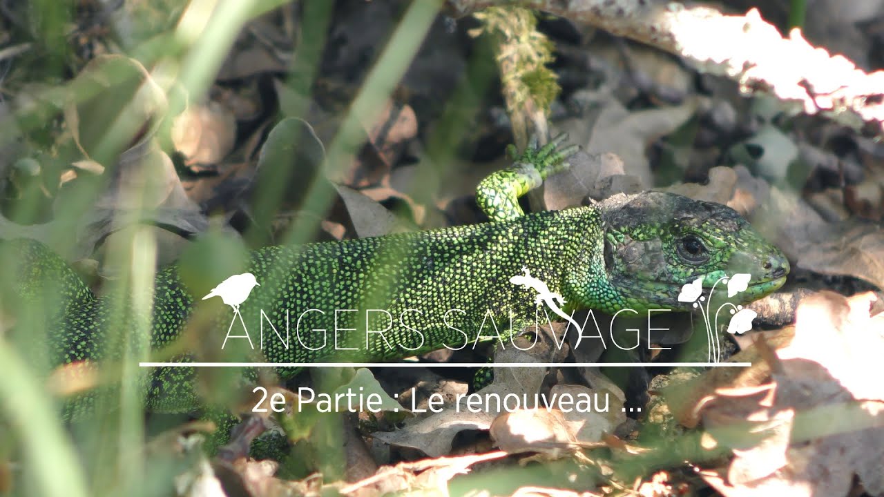 Documentaire nature - ANGERS SAUVAGE - Partie 2 : Le renouveau