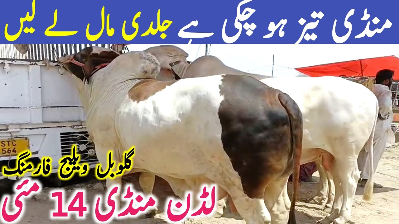 Today Fresh Luddan Mandi Qurbani 2025 | Luddan Mandi Fresh Latest Video || Global Village Farming