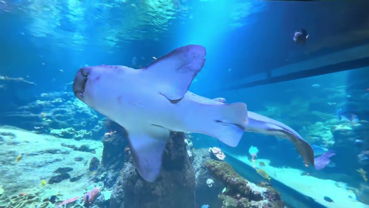 Zebra Shark 