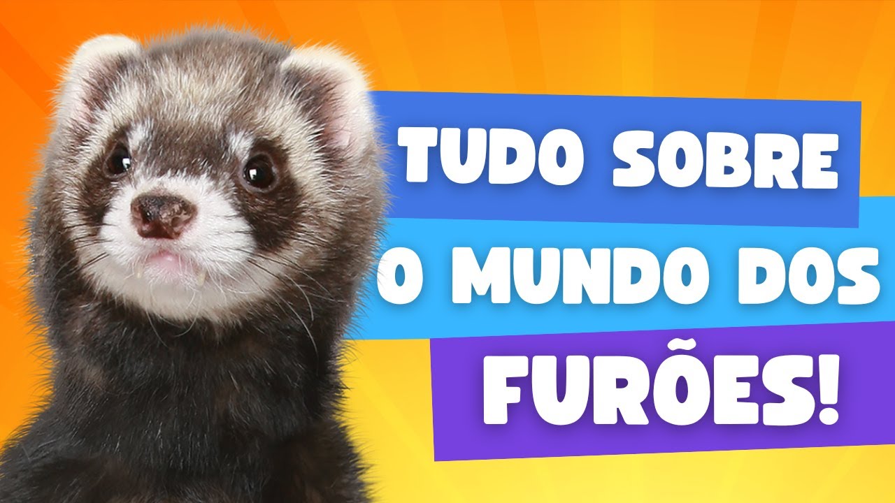 Tudo sobre o furão que pode ser criado em casa!