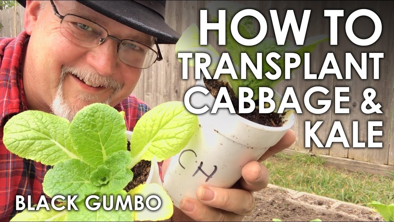 Planting out Cabbages || Black Gumbo
