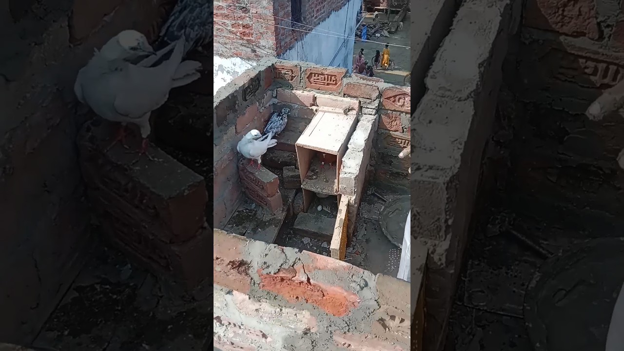 kabutar ka loft bana diya#shorts#status#youtubeshorts#viralshorts#shortsviral#ytstudio#@10kpigeon