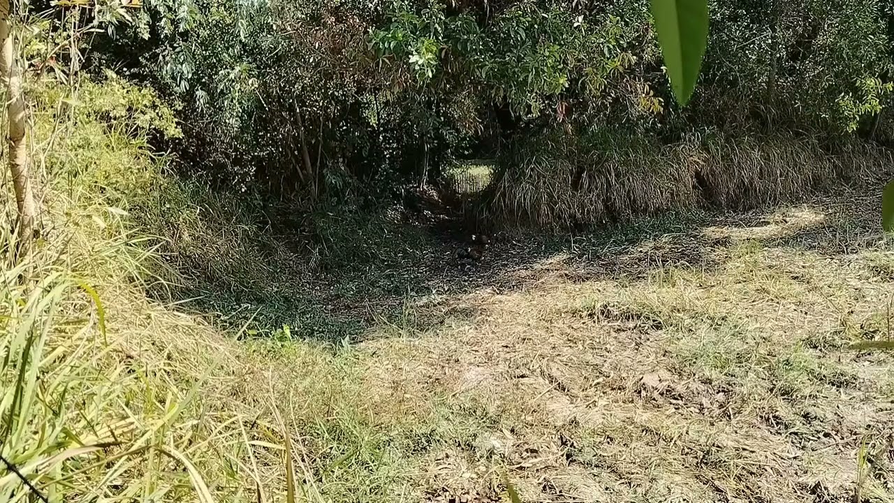 (ฉลามขาว)วันนี้อยู่ป่าในตำนานเฮี้ยนสุดๆ(ดงผีเปรต)ต่อไก่วันนี้เสียเหล้า1ขาดคนเมาเจ้าที่แรงจ้วดๆๆ