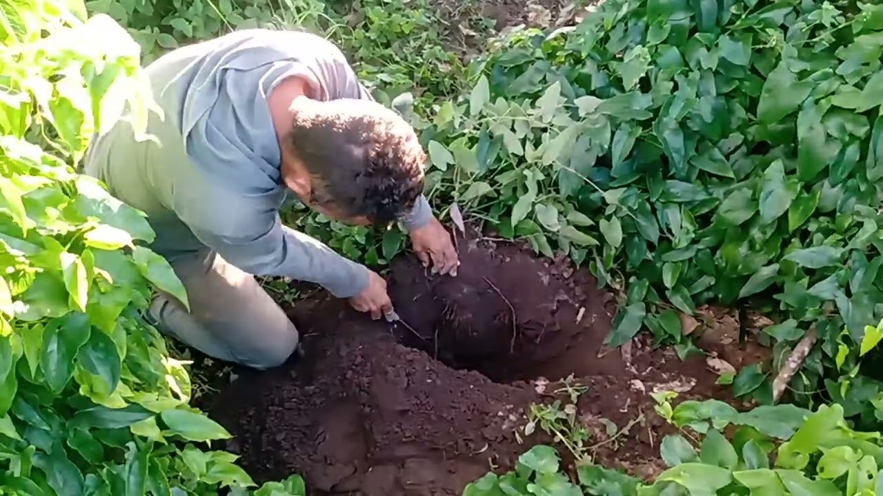 como indentificar inhame pronto para capar e como capar aprenda agora