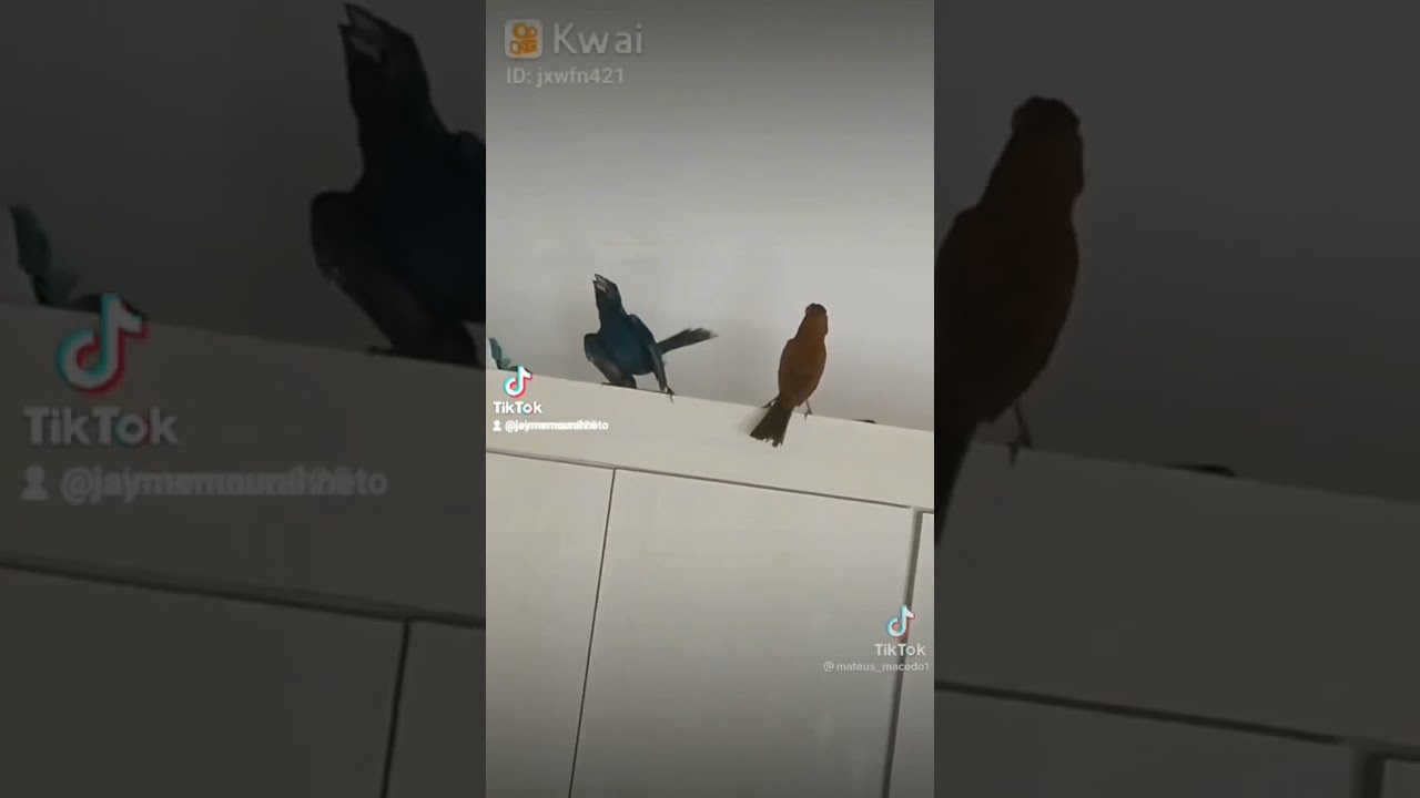 azul&atilde;o tentando engalar a f&ecirc;mea
