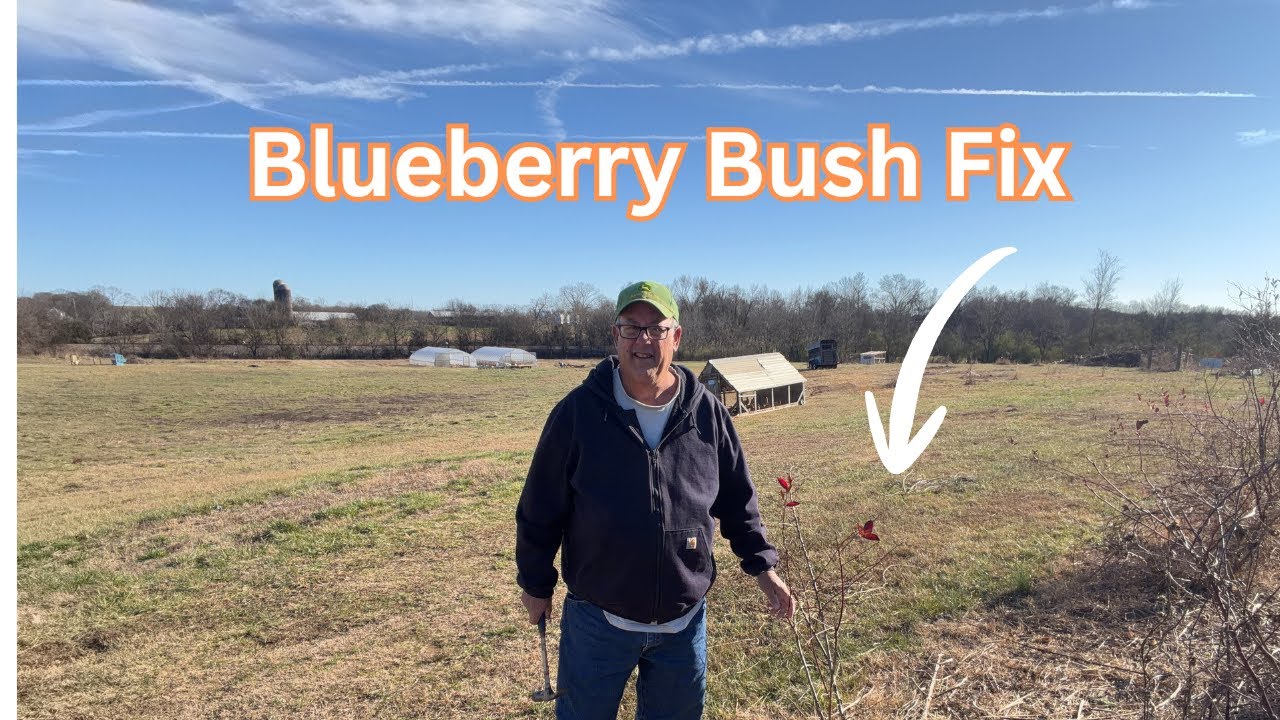 I Fixed My Floppy Blueberry Bush (And You Can Too)