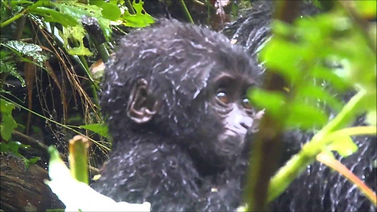 Baby mountain gorilla and silverback at Bwindi forest