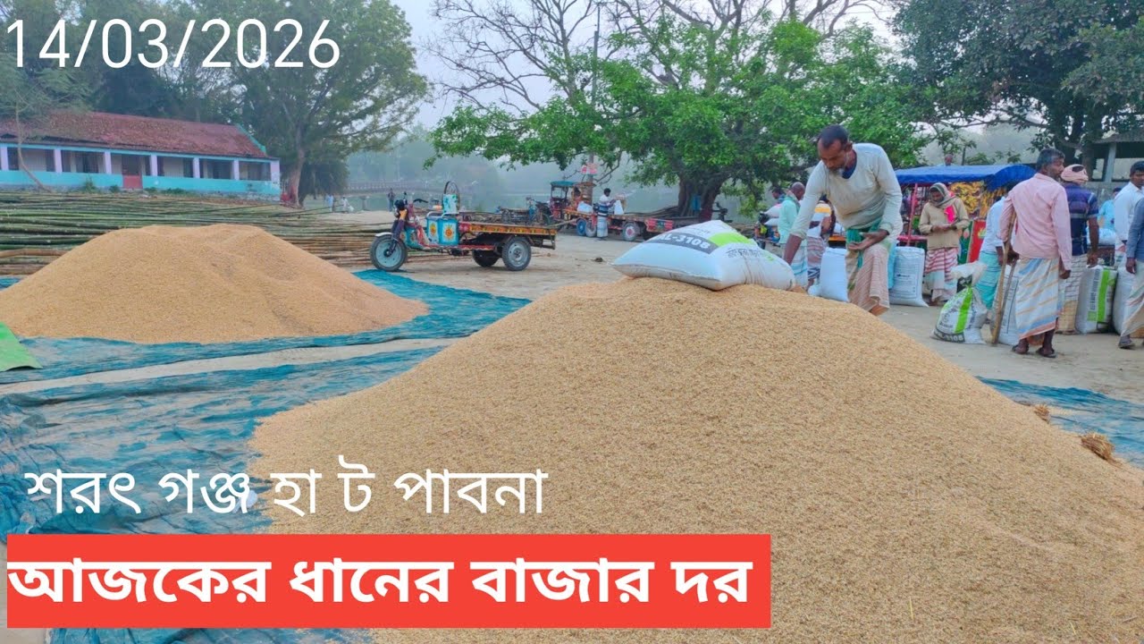 14 March 2026 আজকের ধানের বাজার দর। Paddy rice market price rate 