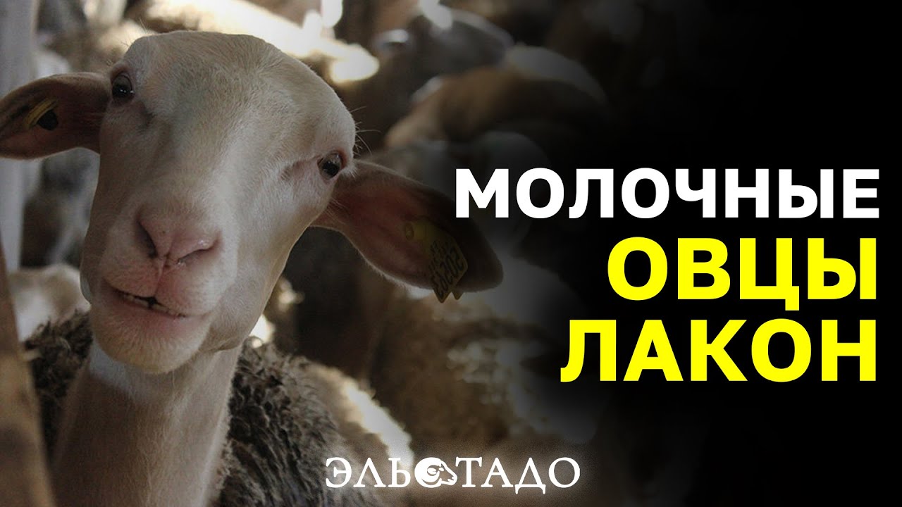 Молочные ЯРКИ И БАРАНЫ породы Лакон. Племенные  животные из Европы! Французские овцы Lacaune