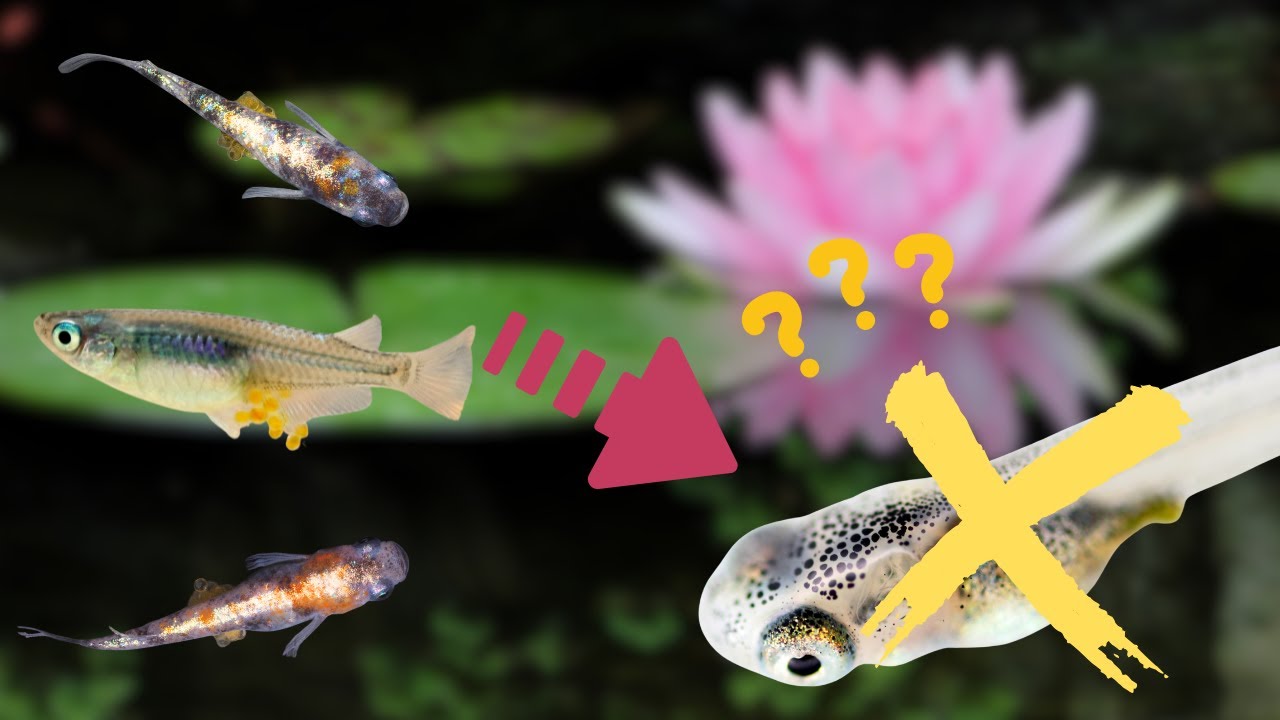 Why Your Baby Medaka (Ricefish) Keep Disappearing — Fry Survival Tips & Breeding Guide