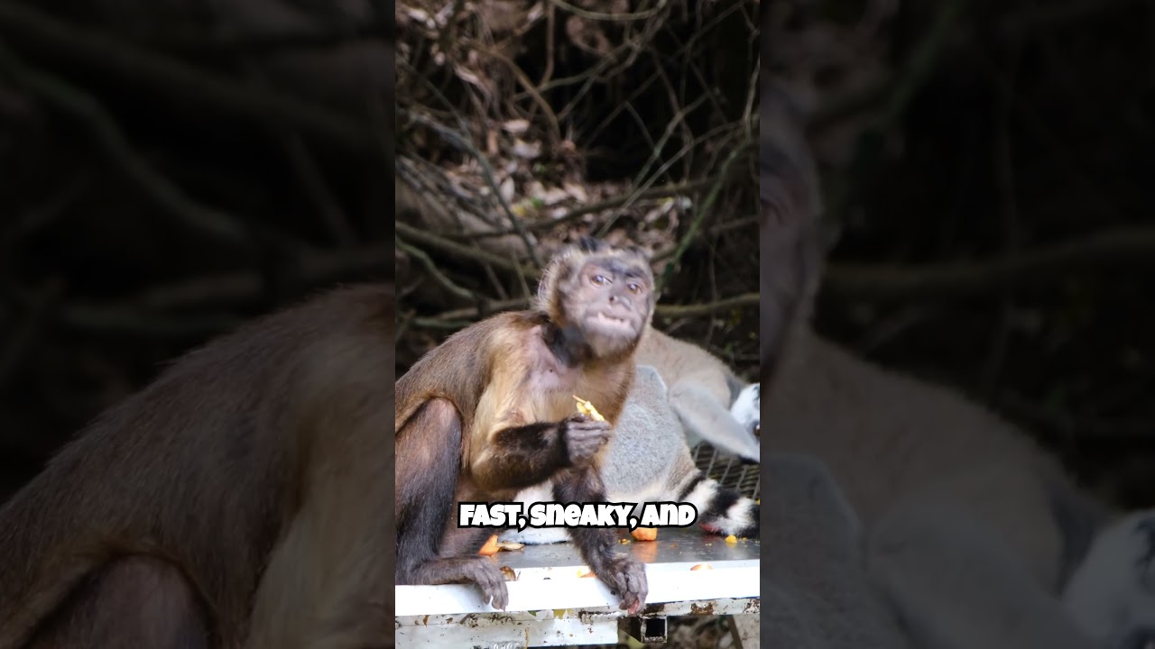 Monkey tricks short 