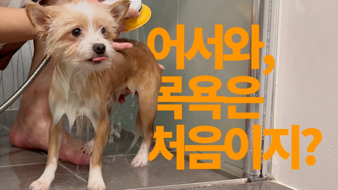 목욕이 처음인 강아지! 근데 이제 수속성은 아닌…. | Vlog | 포인핸드 | 강아지 입양
