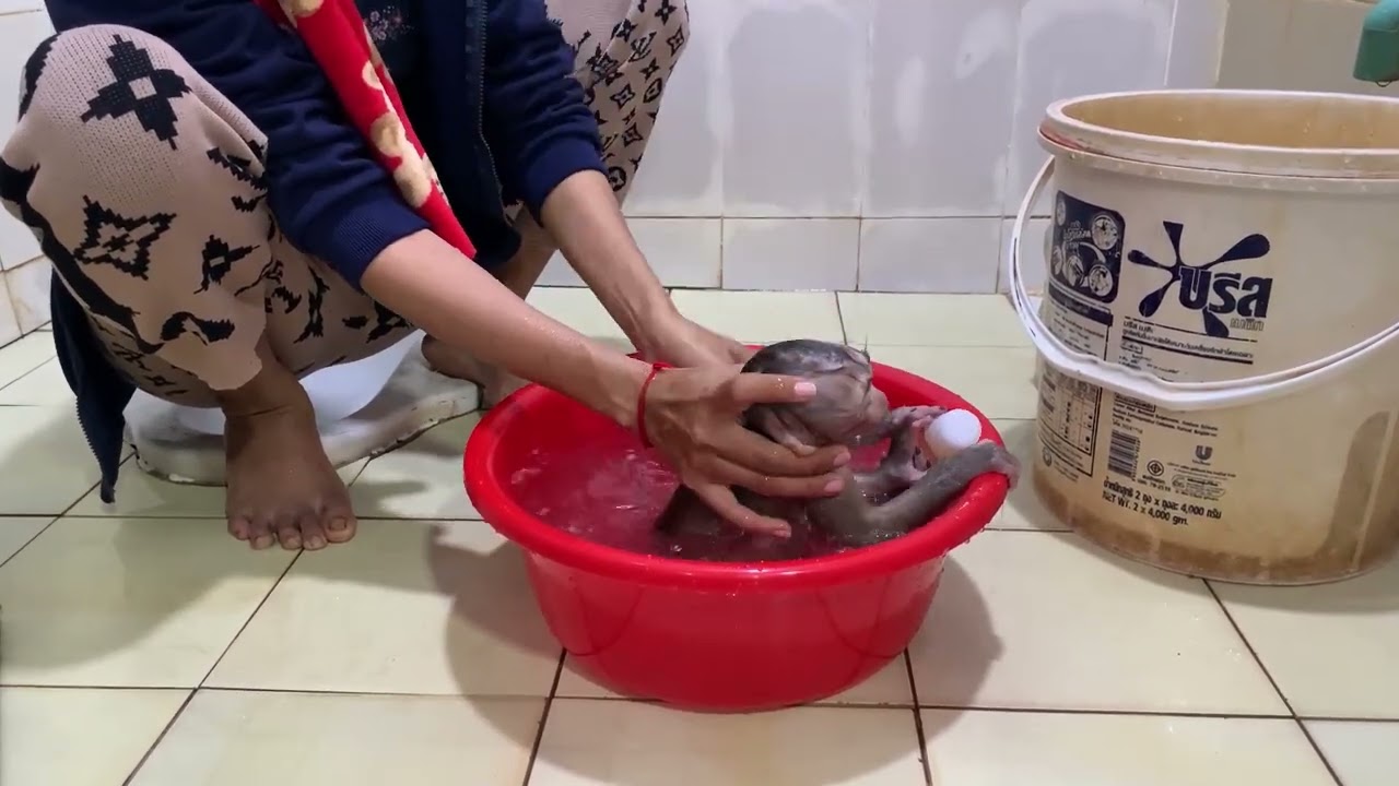 So adorable baby monkey feeling lovely that mummy take care