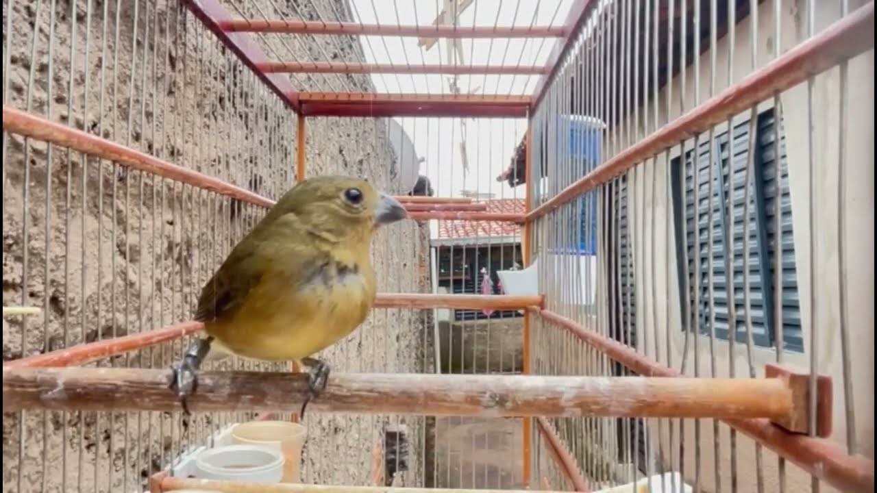 MELHOR CANTO DE COLEIRO TUI TUI PERFEITO PARA ENCARTE DE PAPA CAPIM ESQUENTAR COLEIRO TUI TUI