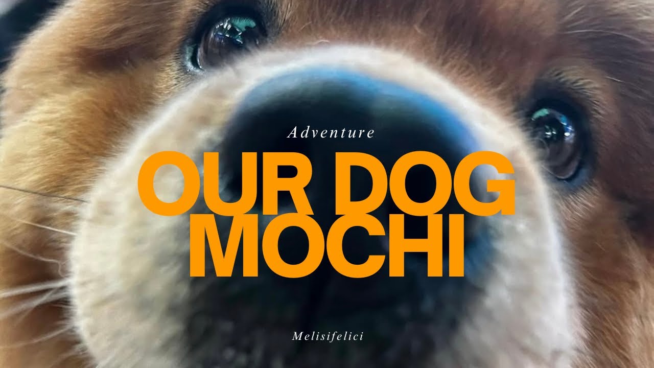MEET OUR CHOW MOCHI 🐾