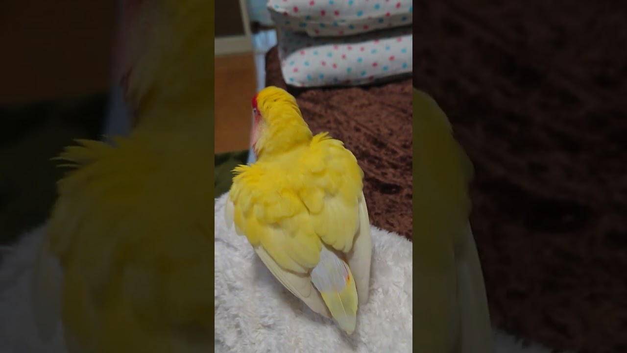 @myChacha🦜