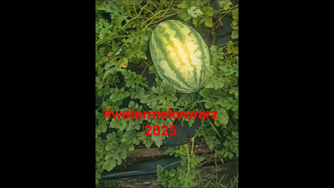 #watermelonwarz2025 #ginavsgina #brokefarmer #davidcoreywithcrop