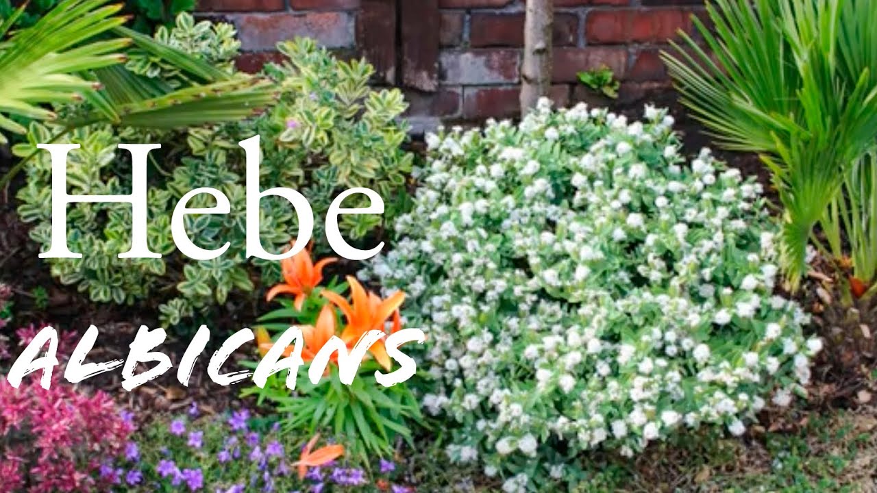 Hebe Albicans (Shrubby Veronica) white flowering evergreen dwarf shrub
