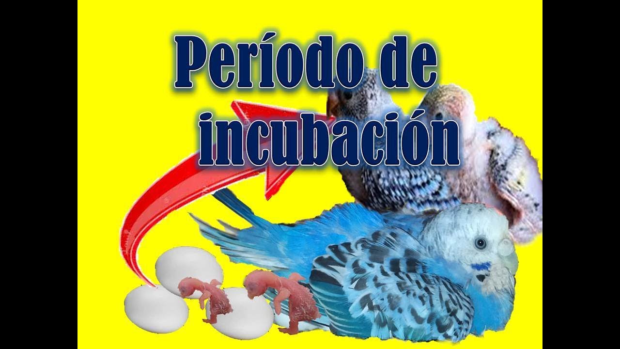 Per&iacute;odo de incubaci&oacute;n de un periquito australiano.