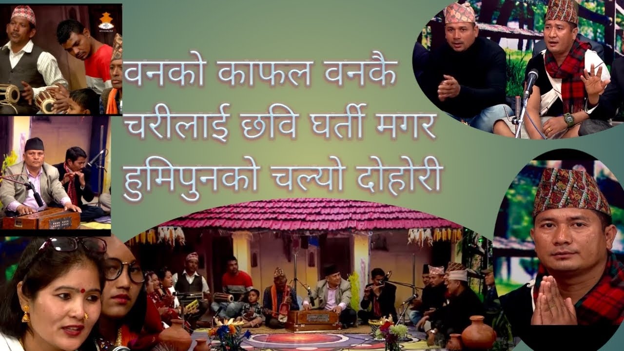 बनको काफल वनकै चरीलाई live Dohari. Chhabi gharti. Magar /humi pun oli 