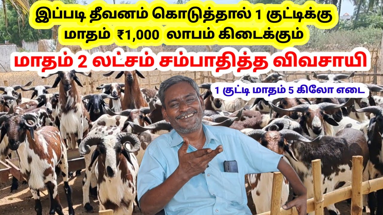 கிடா குட்டி வளர்ப்பில் லட்சத்தில் வருமானம் பார்க்கும் விவசாயி / 300 பக்ரீத் கிடா குட்டி வளர்ப்பு