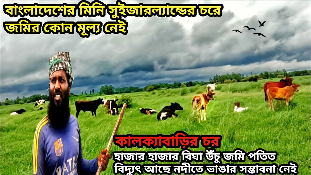 হাজার হাজার বিঘা উঁচু জমি পতিত বিদ্যুৎ আছে নদীতে ভাঙার সম্ভাবনা নেই || কালক্যাবাড়ির চর ||