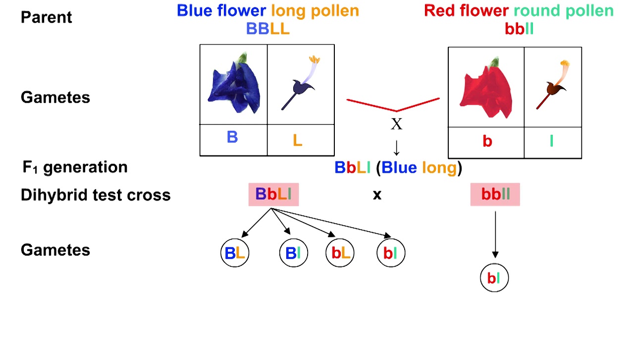 Mechanism of linkage - coupling in Lathyrus odoratus