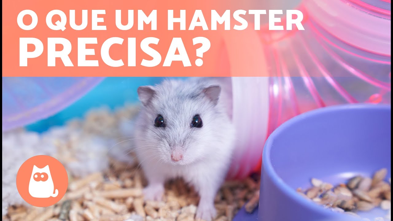 5 ACESSÓRIOS BÁSICOS para um HAMSTER 🐹 (Preparação da gaiola)